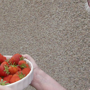 Strawberry Picking At Mina Lodge