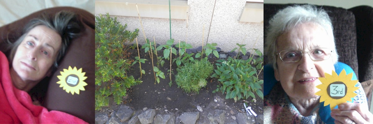 Sunflower Growing Competition