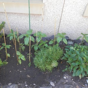 Sunflower Growing Competition