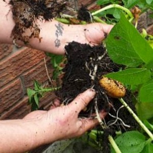 Green Thumbs at Chambers Court